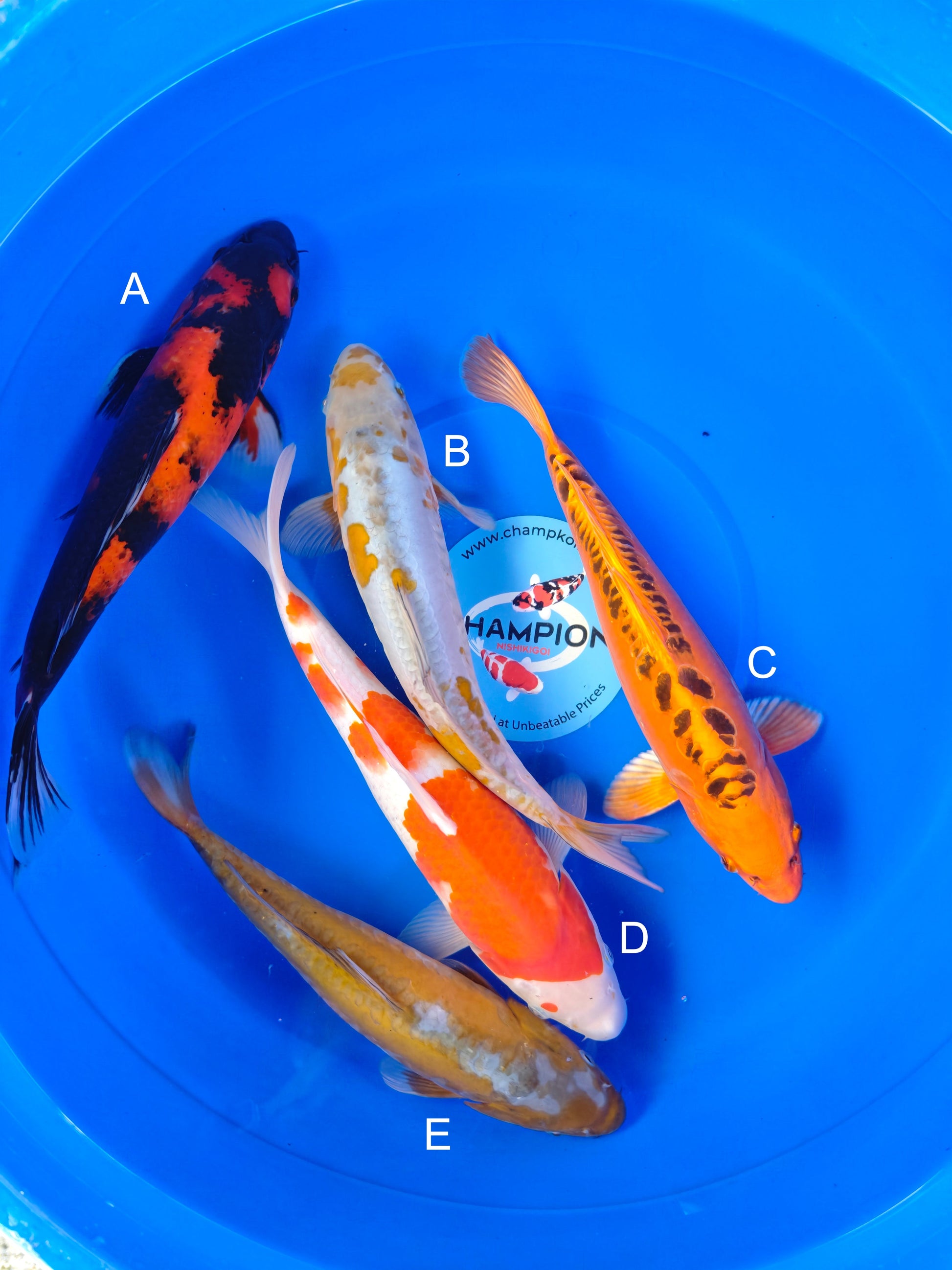 Koi fish for sale — 30-35 cm Marusei Showa at ChampKoi