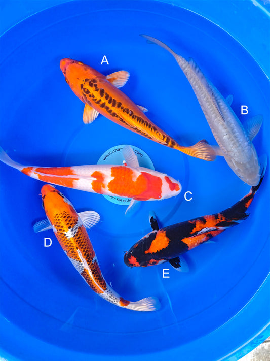 Koi fish for sale — 30-35 cm Marusei Mizuho Ogon at ChampKoi