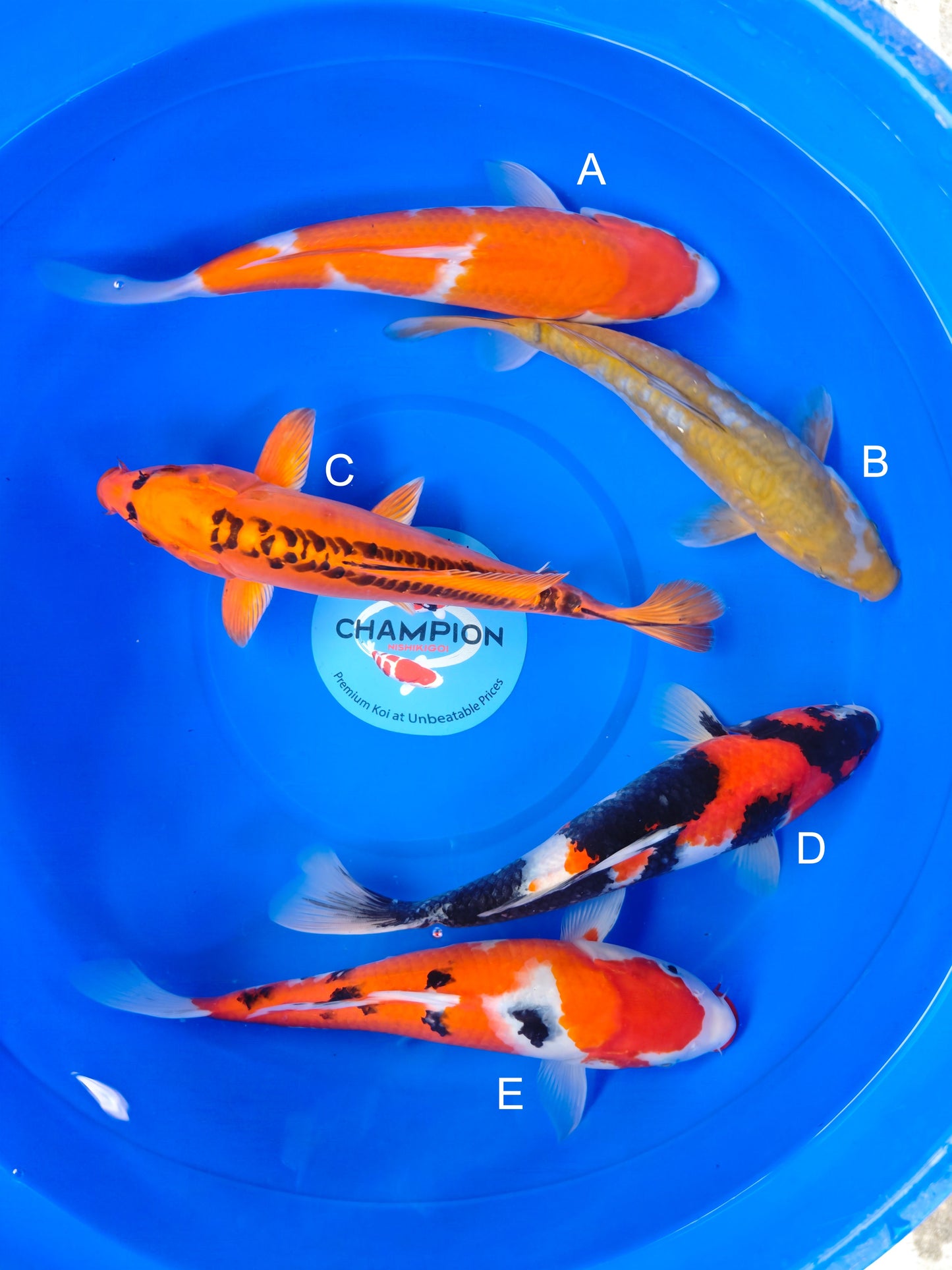 Koi fish for sale — 30-35 cm Marusei Kohaku at ChampKoi