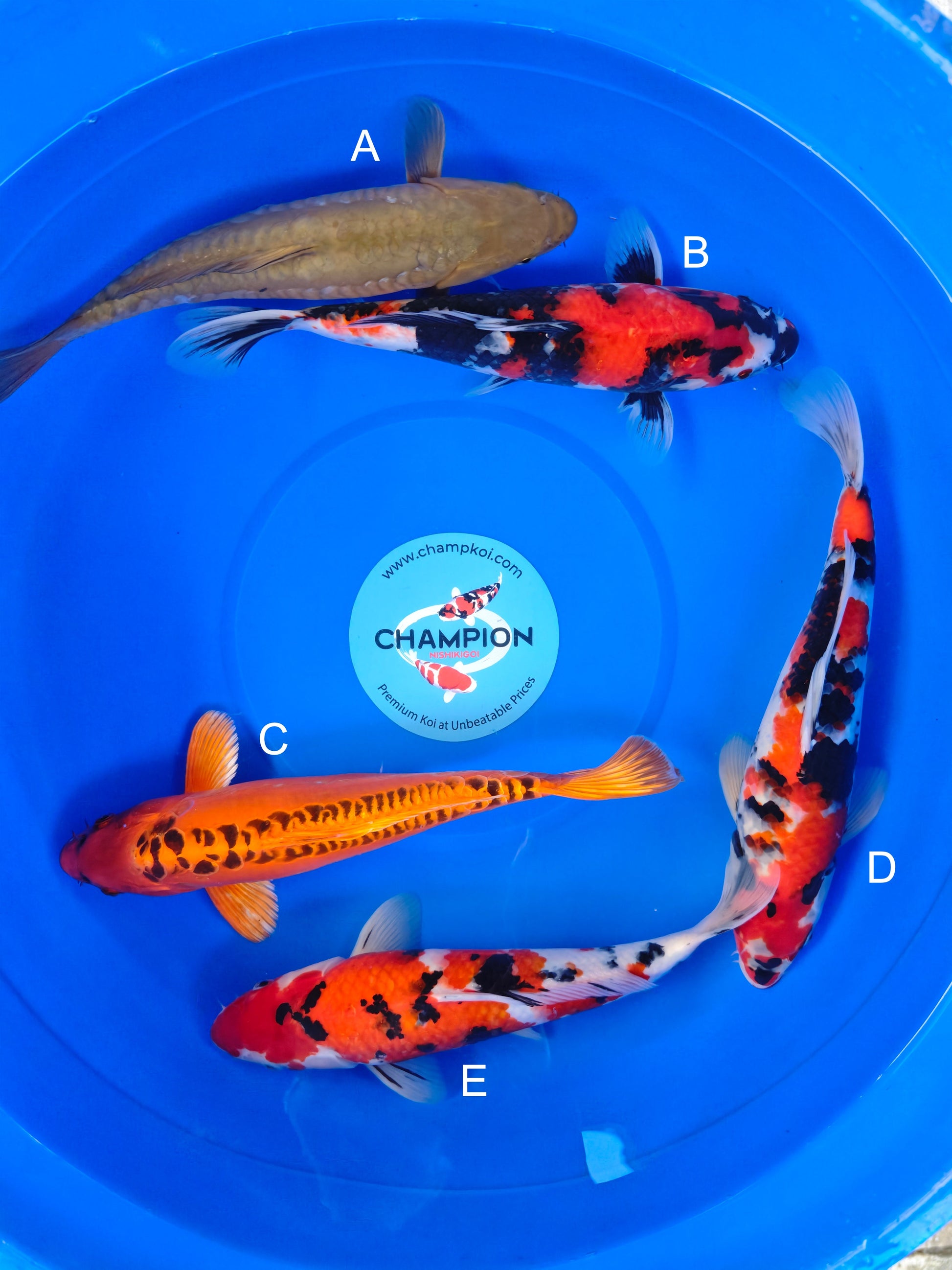 Koi fish for sale — 30-35 cm Marusei Doitsu Chagoi at ChampKoi