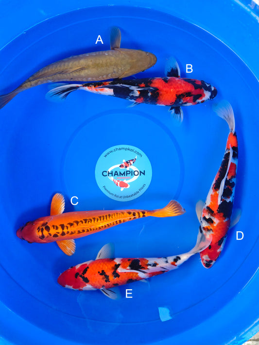 Koi fish for sale — 30-35 cm Marusei Doitsu Chagoi at ChampKoi