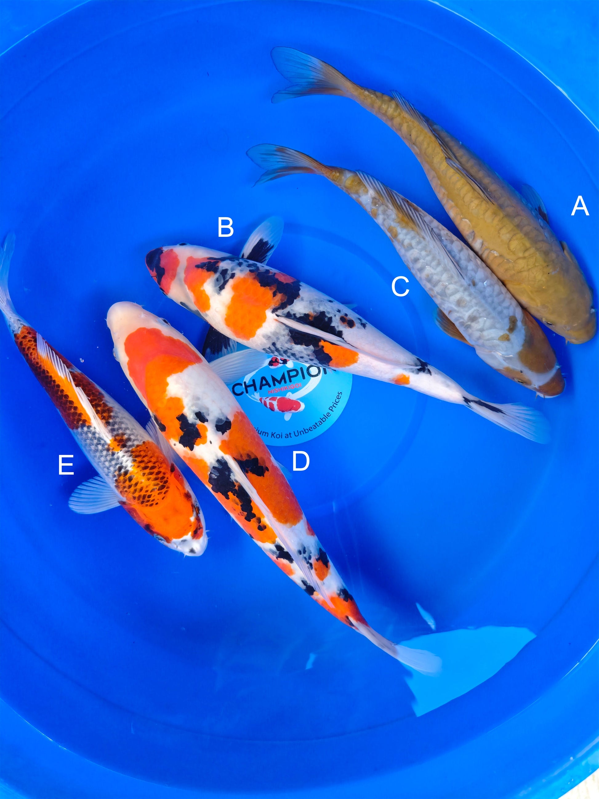 Koi fish for sale — 30-35 cm Marusei Doitsu Chagoi at ChampKoi