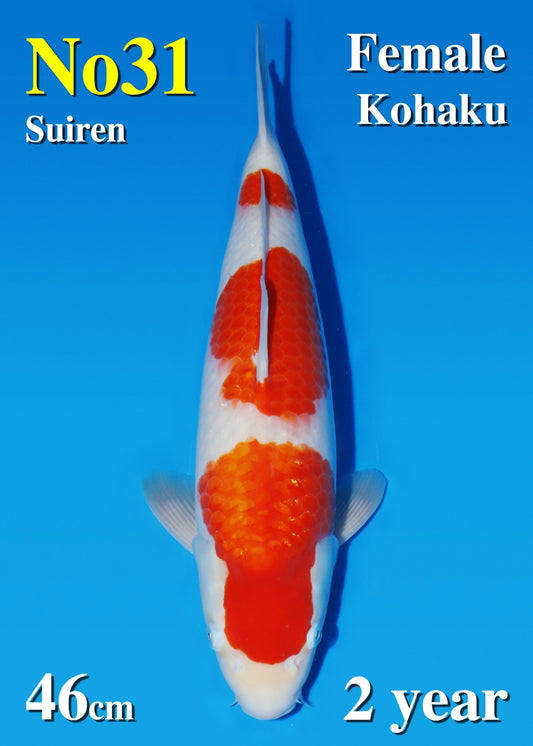 Koi fish for sale — 46 cm Matsue Kohaku at ChampKoi
