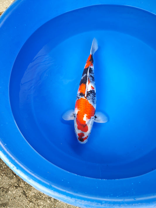 Koi fish for sale — 58 cm Isa Showa at ChampKoi