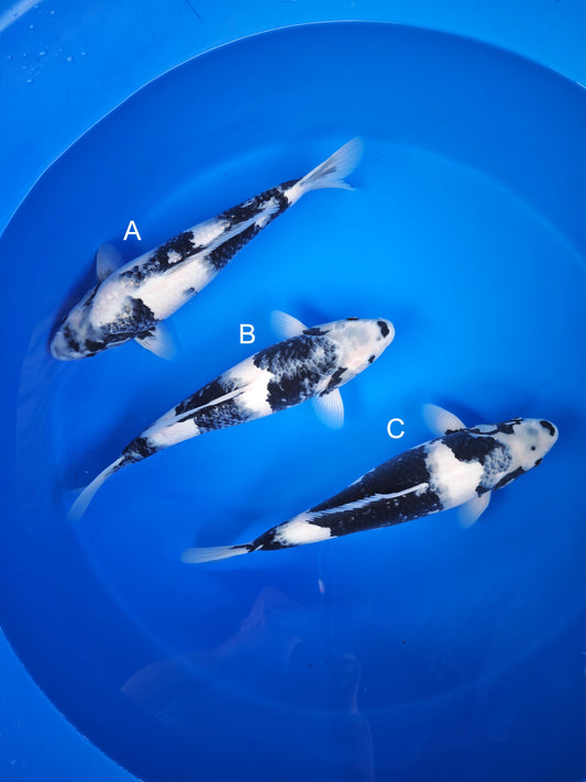 Koi fish for sale — 43-45 cm Ogata Shiro Utsuri at ChampKoi