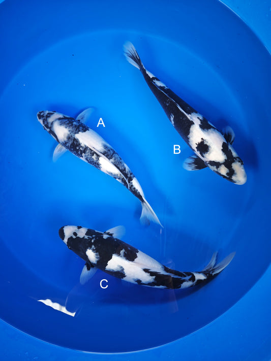 Koi fish for sale — 43-45 cm Ogata Shiro Utsuri at ChampKoi