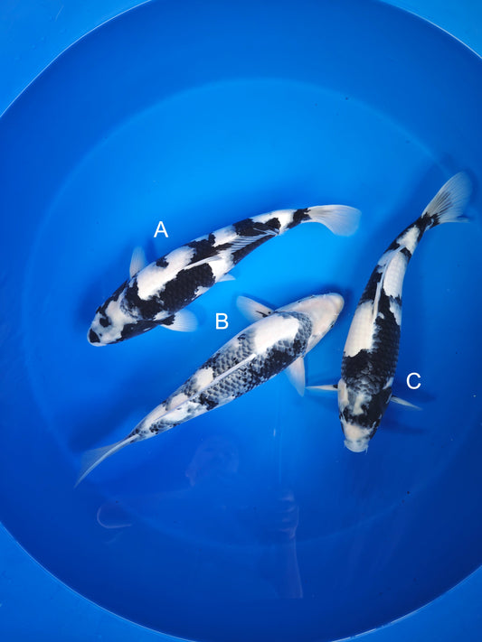 Koi fish for sale — 43-45 cm Ogata Shiro Utsuri at ChampKoi