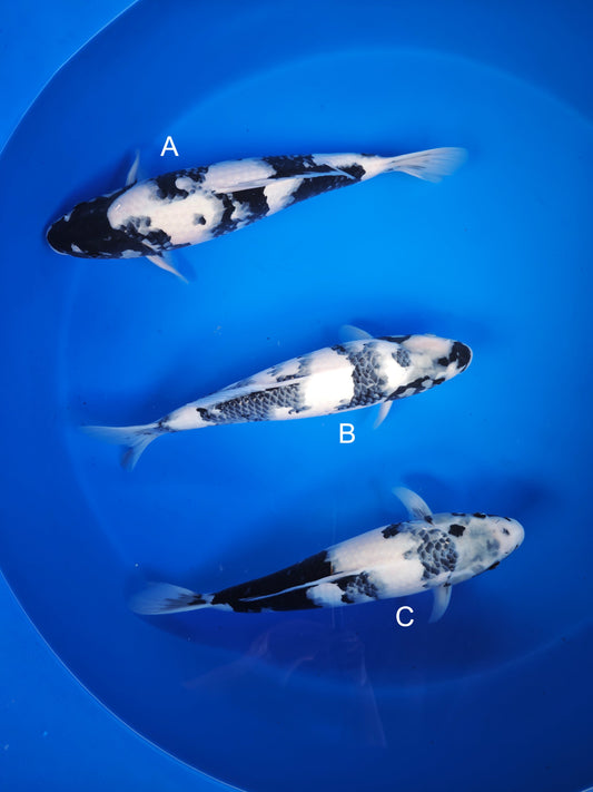 Koi fish for sale — 43-45 cm Ogata Shiro Utsuri at ChampKoi