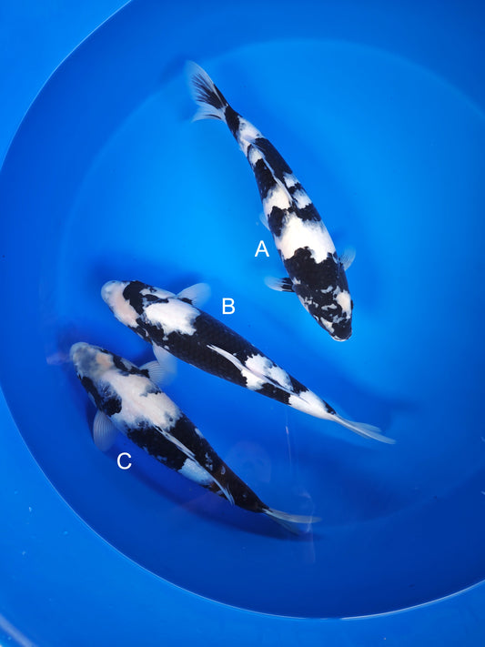 Koi fish for sale — 43-45 cm Ogata Shiro Utsuri at ChampKoi