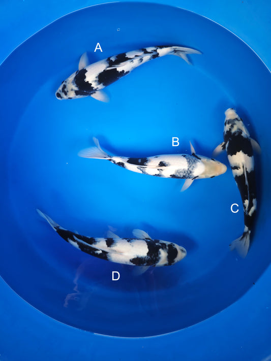 Koi fish for sale — 43-45 cm Ogata Shiro Utsuri at ChampKoi