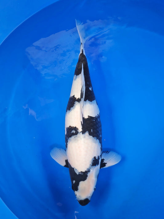 Koi fish for sale — 58 cm Ogata Shiro Utsuri at ChampKoi