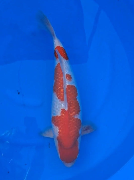 Koi fish for sale — 58 cm Teradomari Ginrin Kohaku at ChampKoi