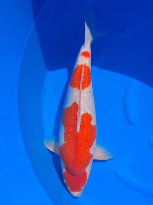 Koi fish for sale — 58 cm Teradomari Ginrin Kohaku at ChampKoi