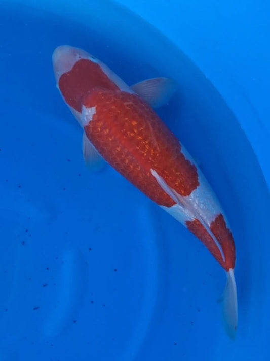 Koi fish for sale — 56 cm Teradomari Ginrin Kohaku at ChampKoi