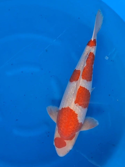 Koi fish for sale — 58 cm Teradomari Ginrin Kohaku at ChampKoi