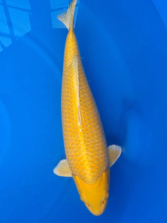 Koi fish for sale — 60 cm Sakazume Yamabuki Ogon at ChampKoi