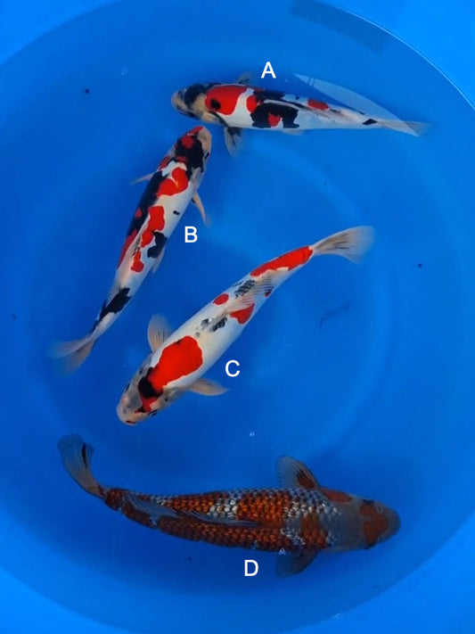 Koi fish for sale — 32-40 cm Hiroi Doitsu Showa at ChampKoi