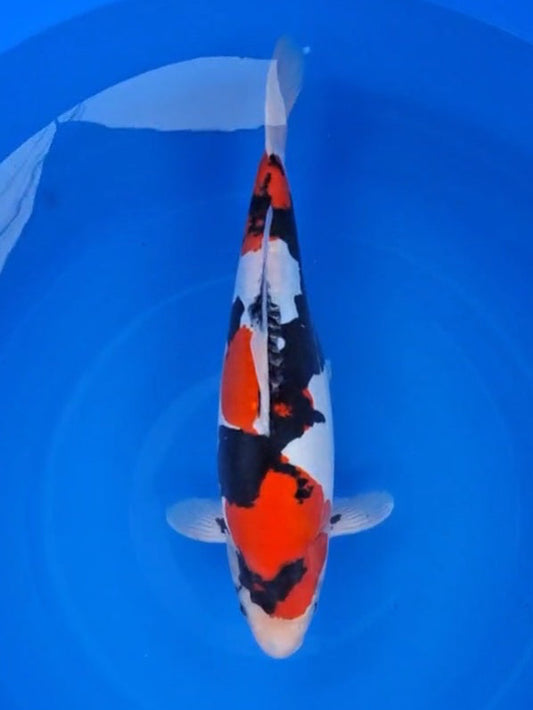 Koi fish for sale — 46 cm Hiroi Doitsu Showa at ChampKoi