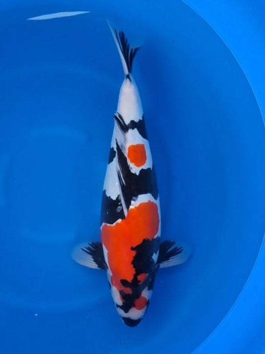 Koi fish for sale — 52 cm Hiroi Doitsu Showa at ChampKoi