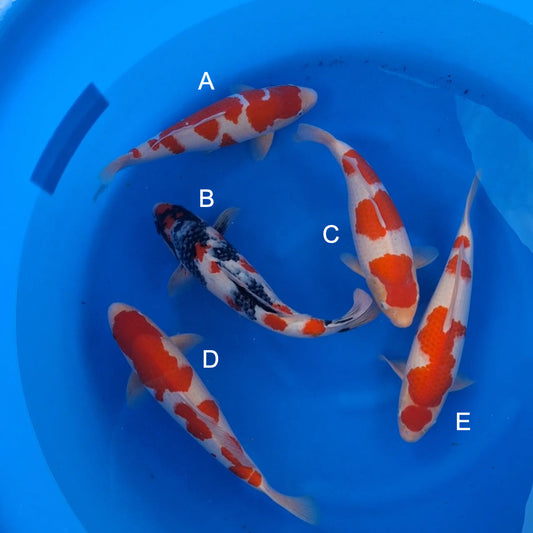 Koi fish for sale — 42-45 cm Hoshikin Kohaku at ChampKoi