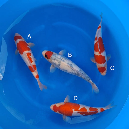 Koi fish for sale — 42-45 cm Hoshikin Kohaku at ChampKoi