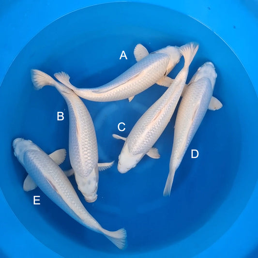 Koi fish for sale — 42-44 cm Sakazume Platinum Ogon at ChampKoi