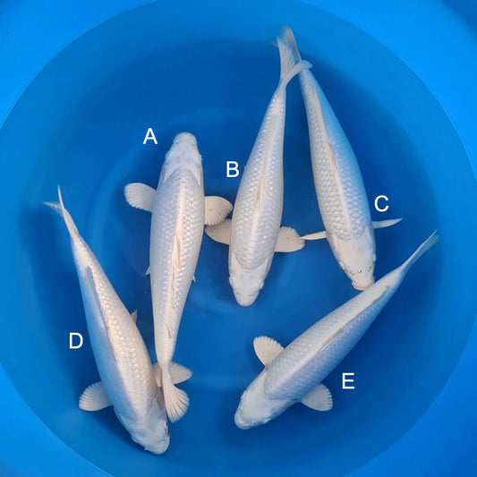 Koi fish for sale — 42-44 cm Sakazume Platinum Ogon at ChampKoi