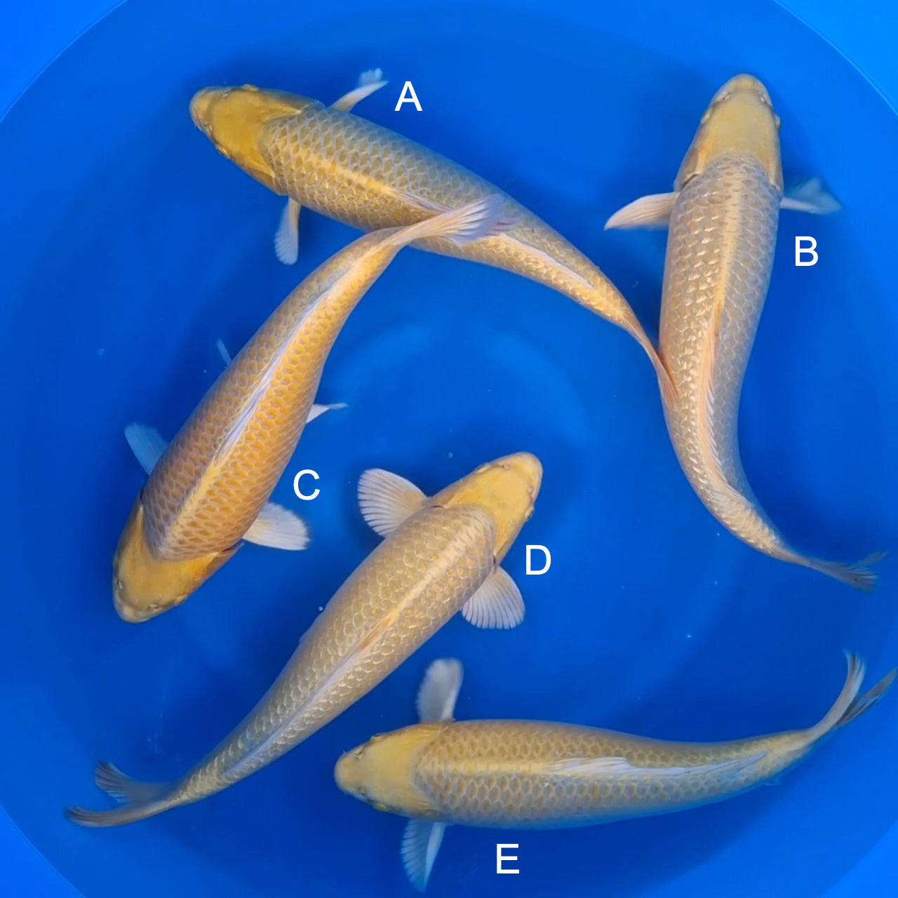 Koi fish for sale — 42-44 cm Sakazume Yamabuki Ogon at ChampKoi