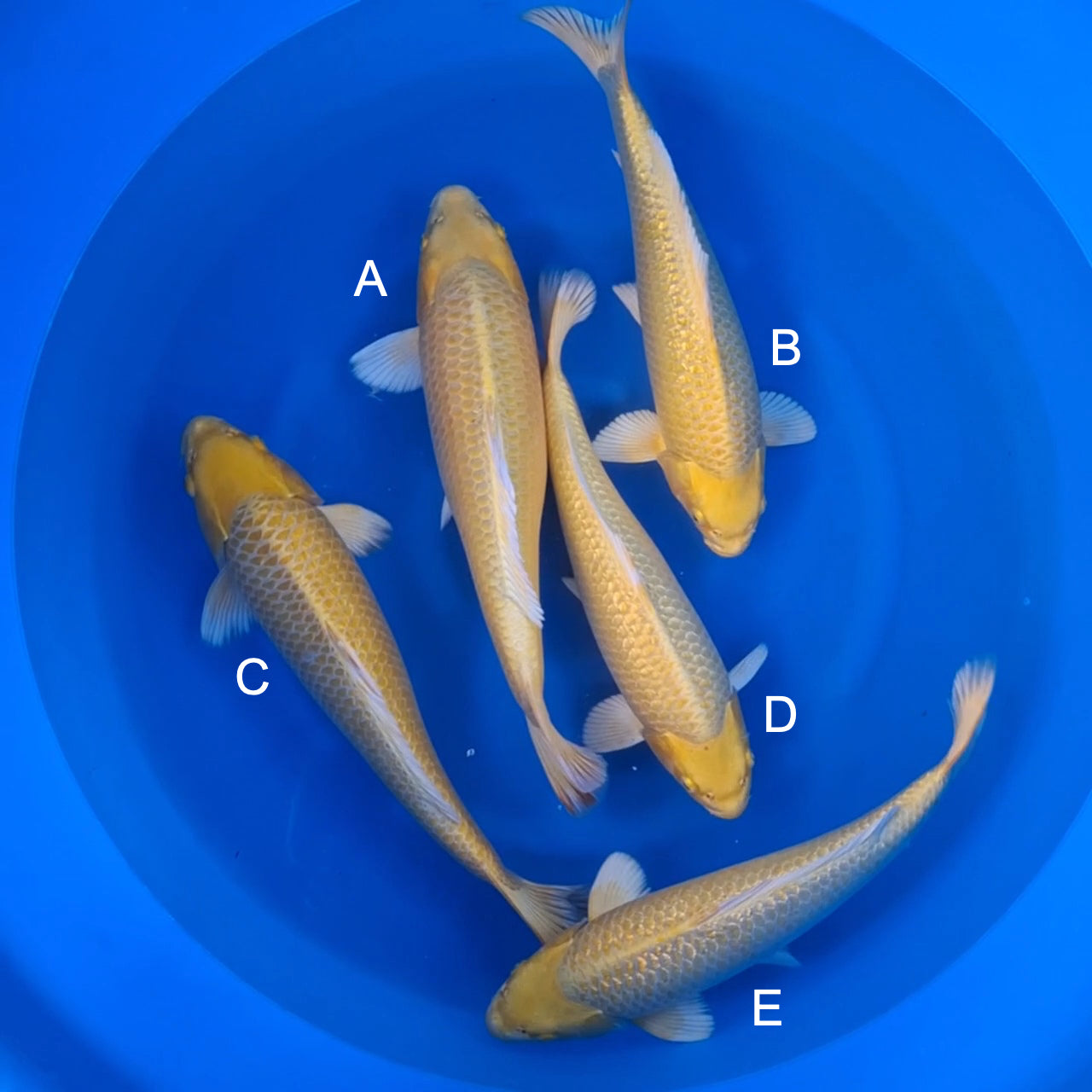 Koi fish for sale — 42-44 cm Sakazume Yamabuki Ogon at ChampKoi