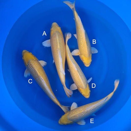 Koi fish for sale — 42-44 cm Sakazume Yamabuki Ogon at ChampKoi