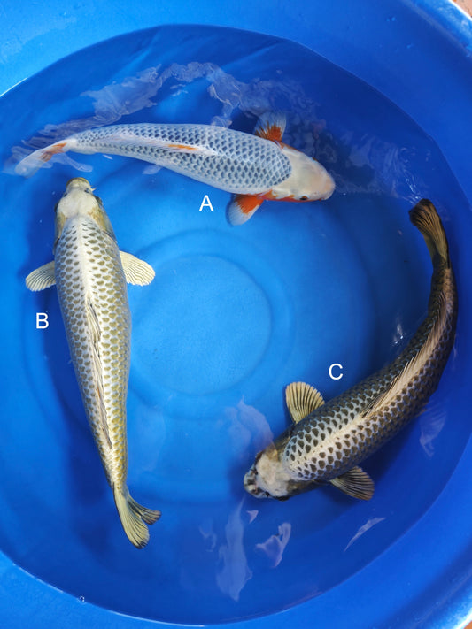 Koi fish for sale — 55-60 cm Ogata Asagi at ChampKoi