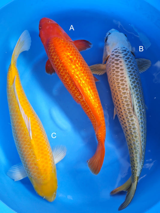 Koi fish for sale — 50-55 cm Ogata Ginrin Benigoi at ChampKoi