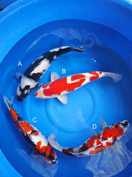 Koi fish for sale — 50-55 cm Ogata Shiro Utsuri at ChampKoi