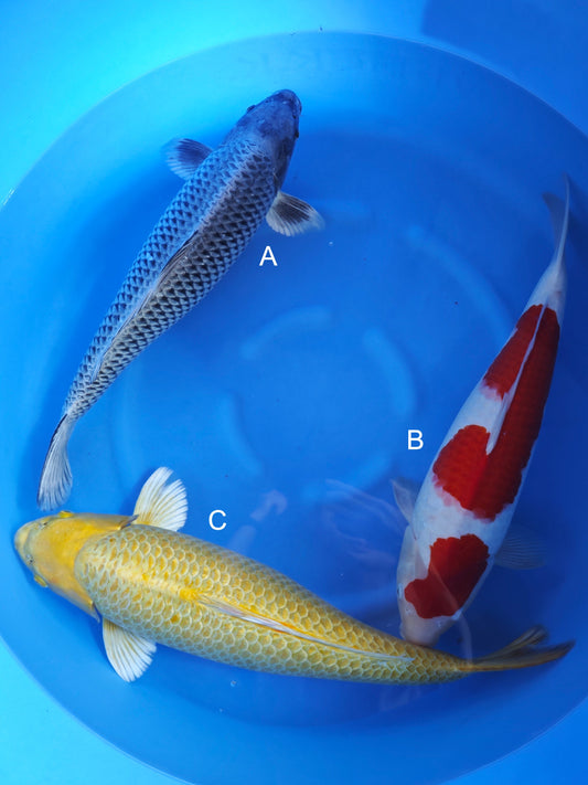 Koi fish for sale — 55-60 cm Ogata Nezu Ogon at ChampKoi