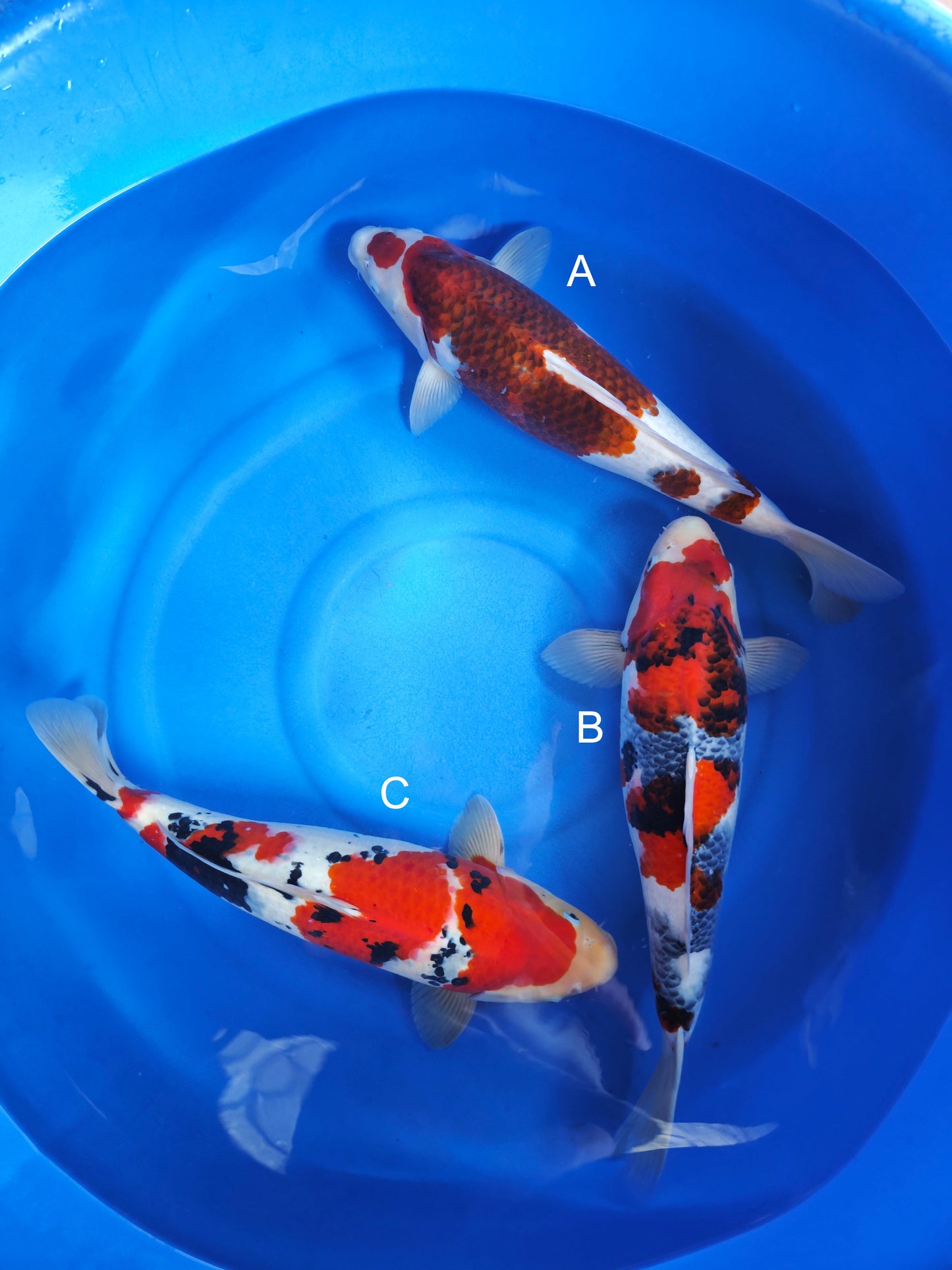 Koi fish for sale — 55-60 cm Ogata Budo Goromo at ChampKoi