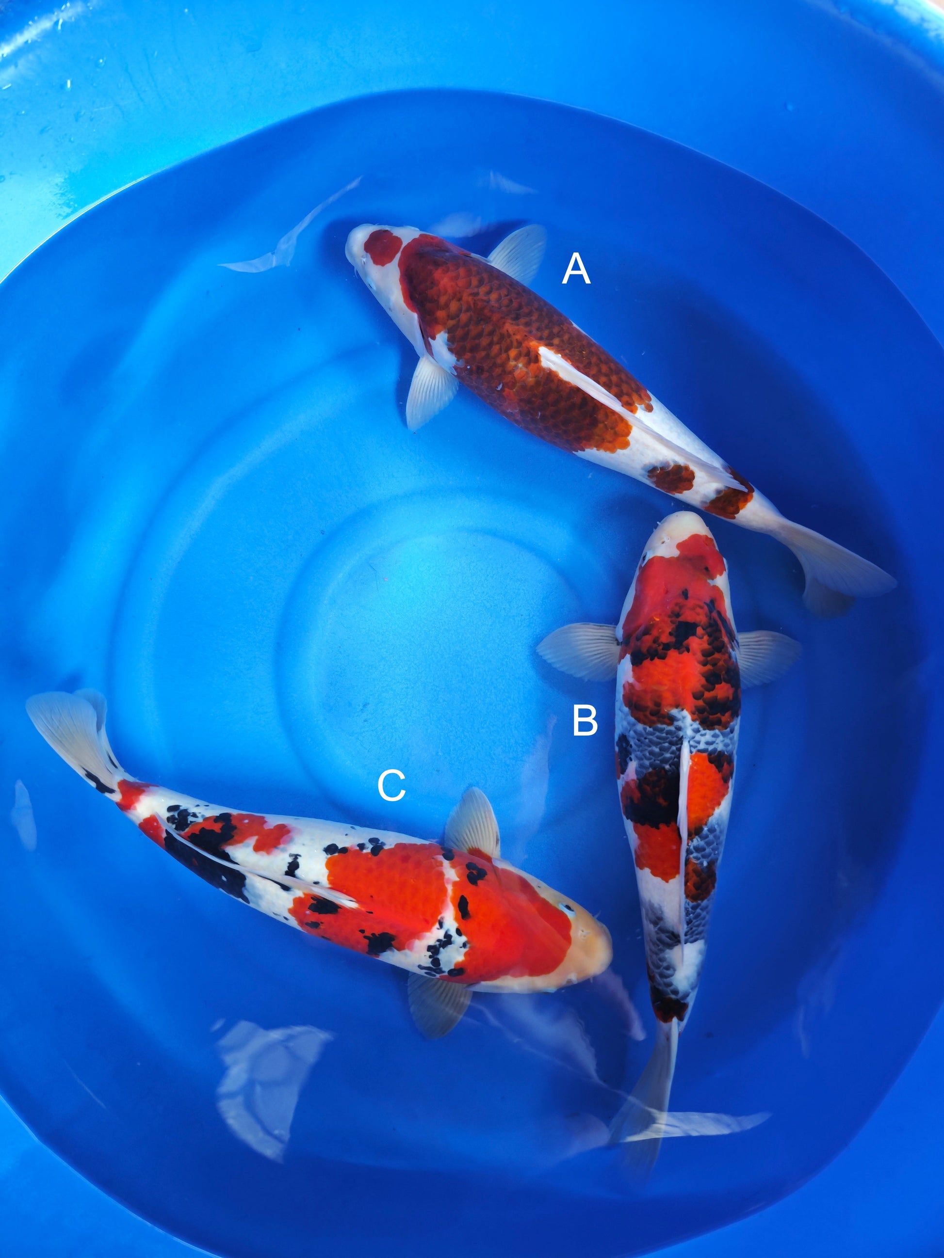 Koi fish for sale — 55-60 cm Ogata Budo Goromo at ChampKoi