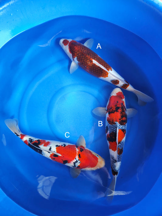 Koi fish for sale — 55-60 cm Ogata Budo Goromo at ChampKoi