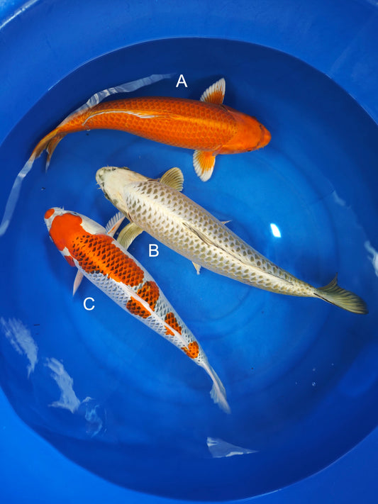 Koi fish for sale — 55-60 cm Ogata Orenji Ogon at ChampKoi