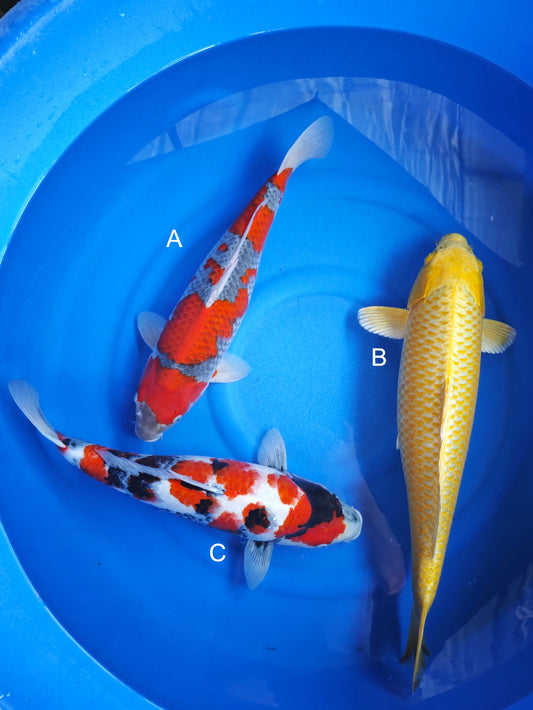 Koi fish for sale — 55-60 cm undefined Goshiki at ChampKoi