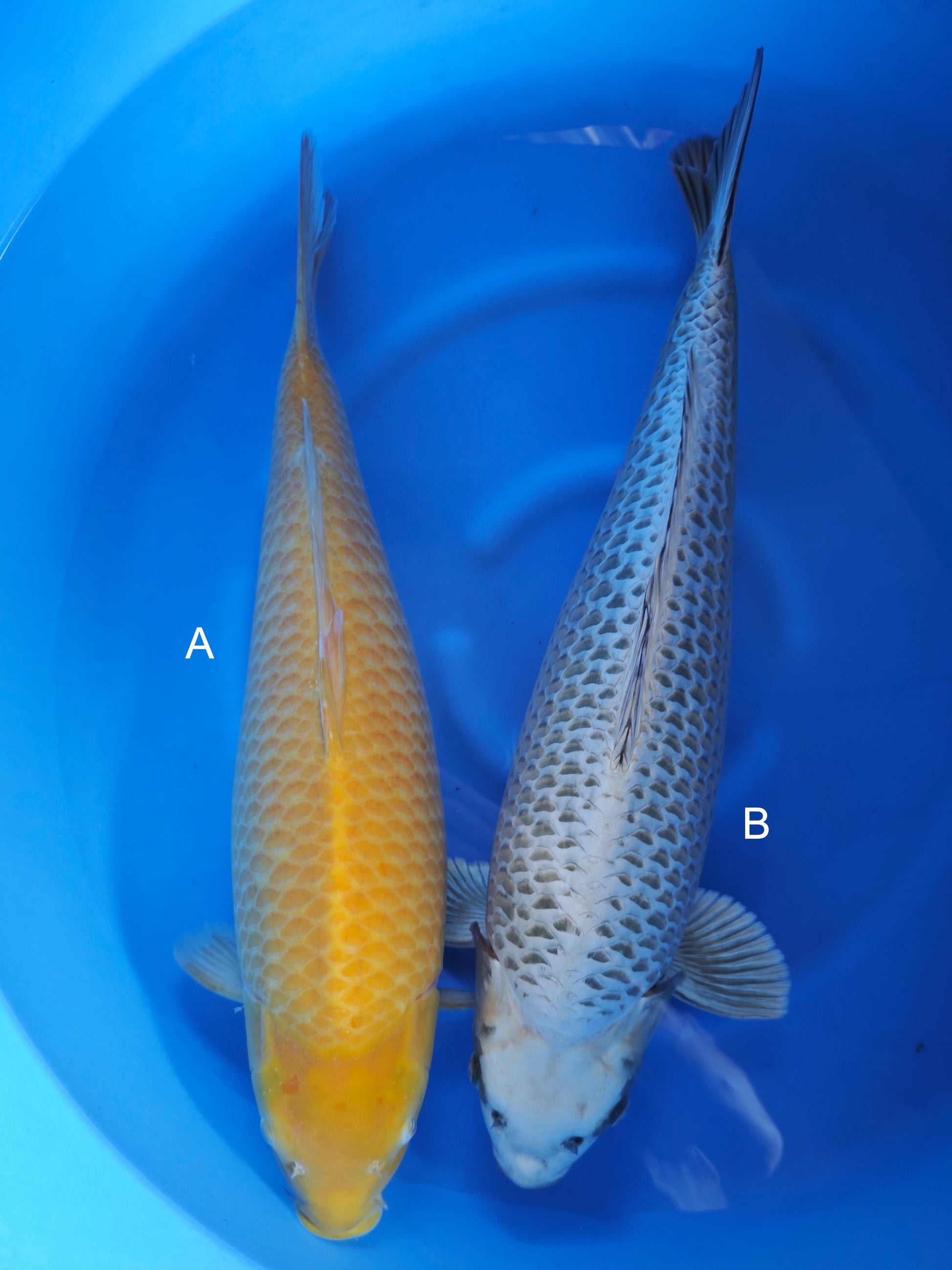 Koi fish for sale — 55-60 cm Ogata Karashigoi at ChampKoi