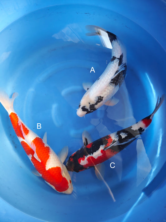 Koi fish for sale — 50-55 cm Ogata Ginrin Shiro Utsuri at ChampKoi