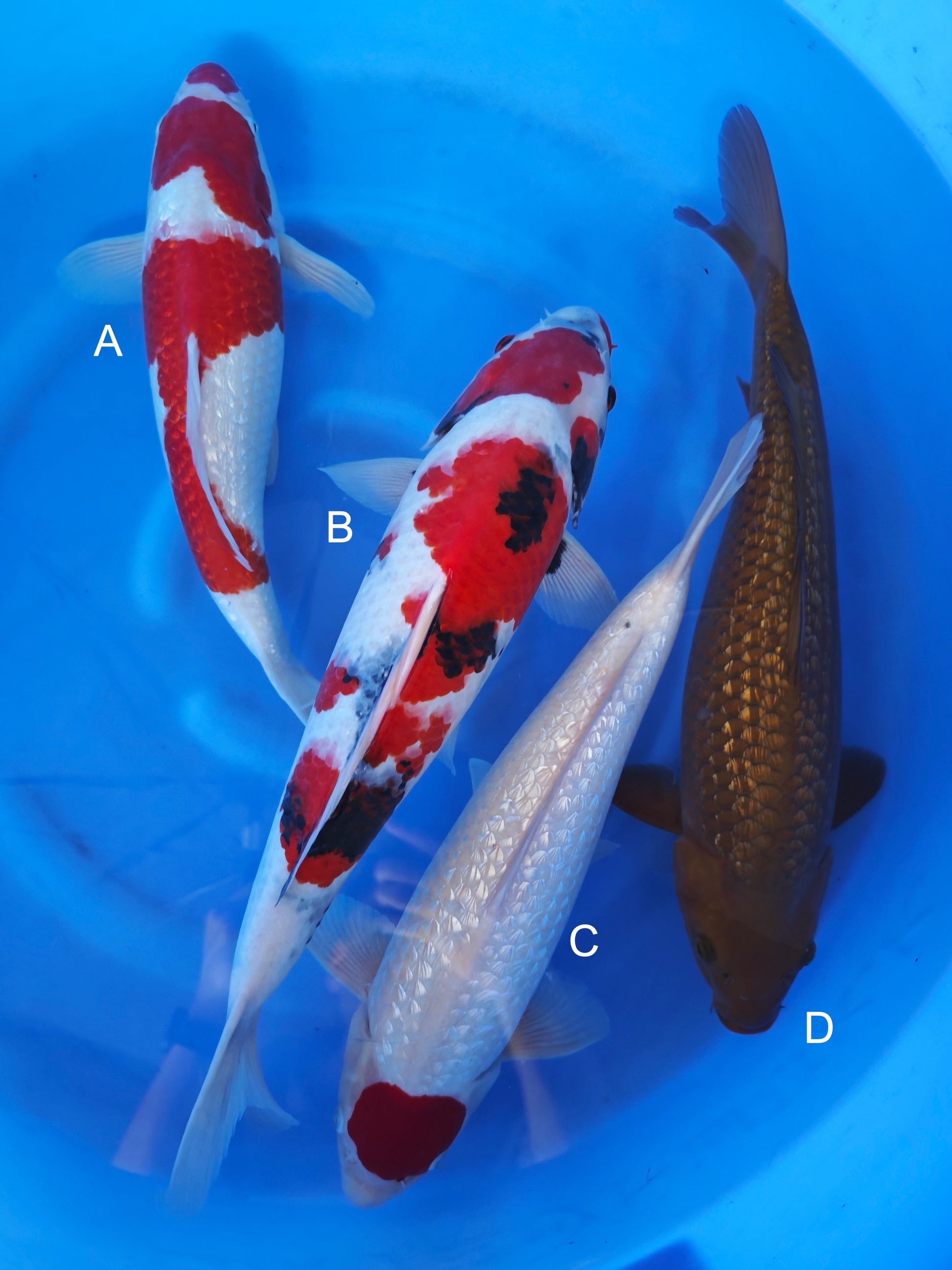 Koi fish for sale — 48-55 cm Ogata Ginrin Kohaku at ChampKoi