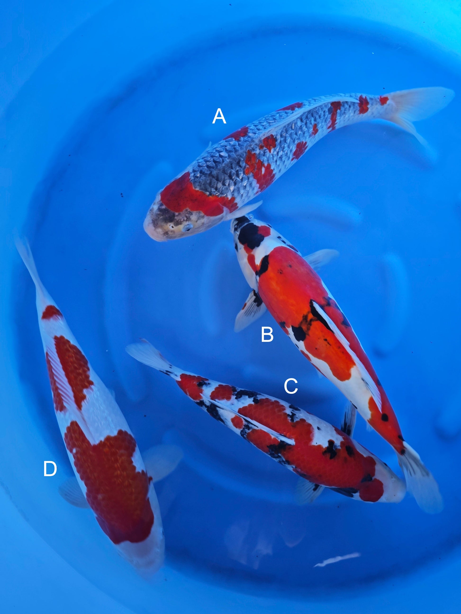 Koi fish for sale — 45-50 cm Ogata Ginrin Goshiki at ChampKoi