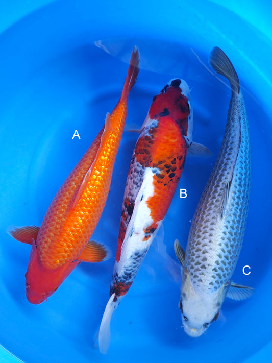 Koi fish for sale — 53-58 cm Ogata Ginrin Benigoi at ChampKoi
