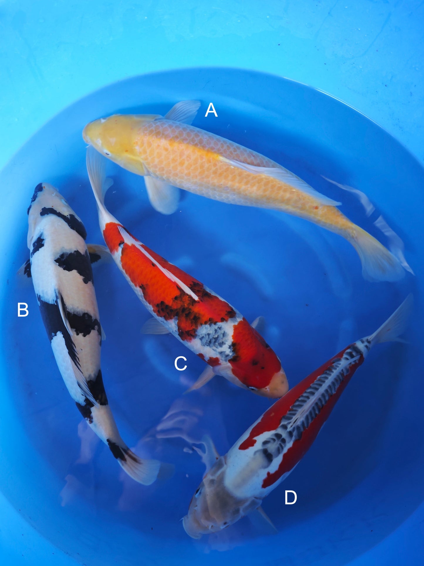 Koi fish for sale — 45-50 cm Ogata Karashigoi at ChampKoi