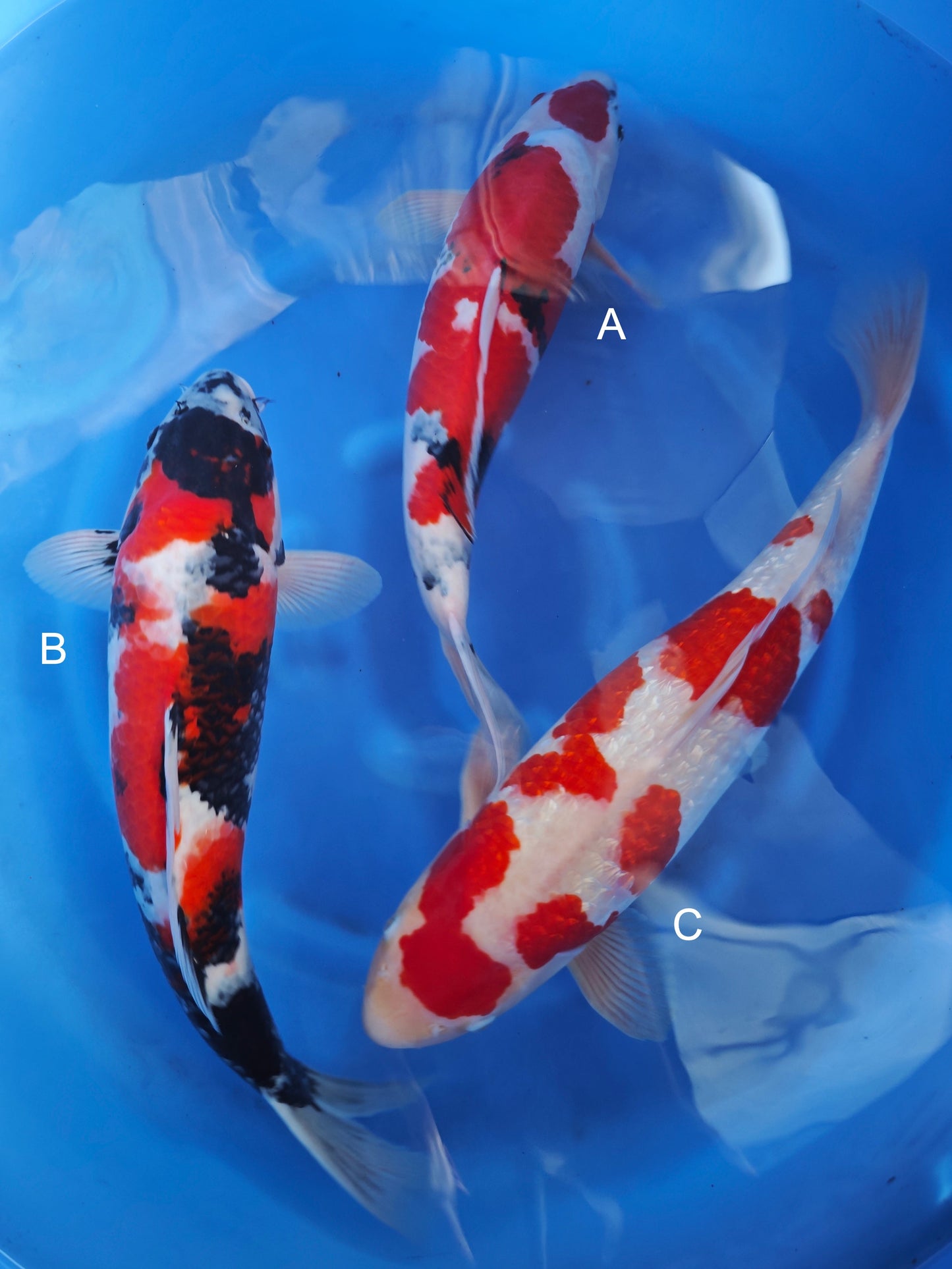 Koi fish for sale — 45-50 cm Ogata Showa at ChampKoi