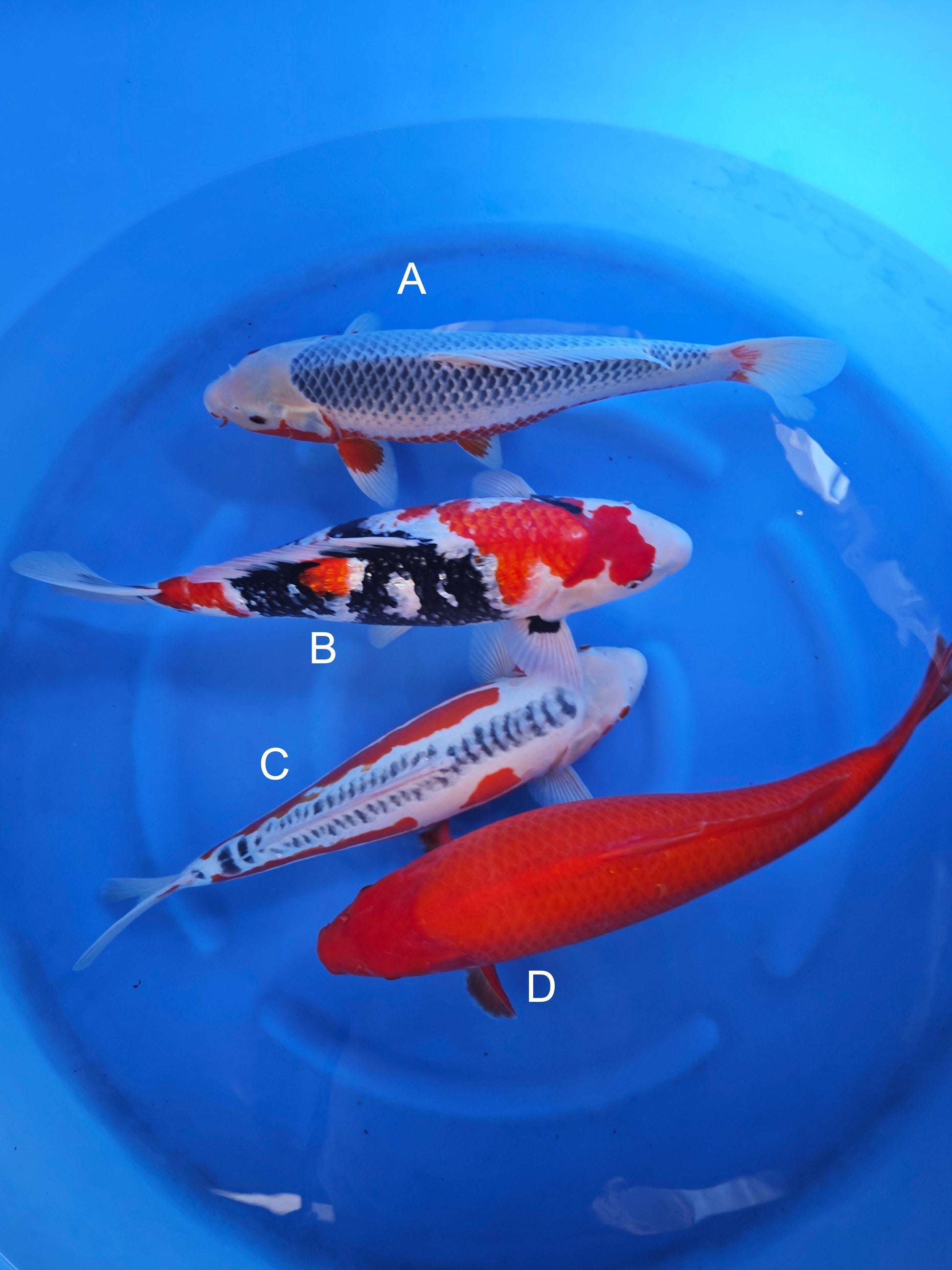 Koi fish for sale — 45-50 cm Ogata Asagi at ChampKoi