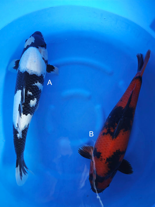 Koi fish for sale — 50-55 cm Ogata Shiro Utsuri at ChampKoi