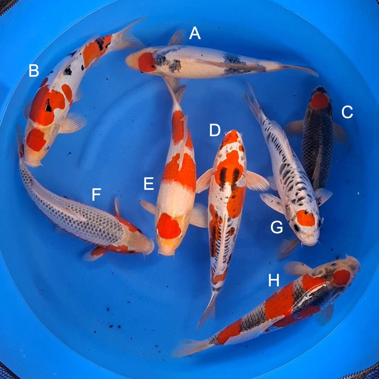 Koi fish for sale — 33-36 cm Otsuka Tancho Sanke at ChampKoi