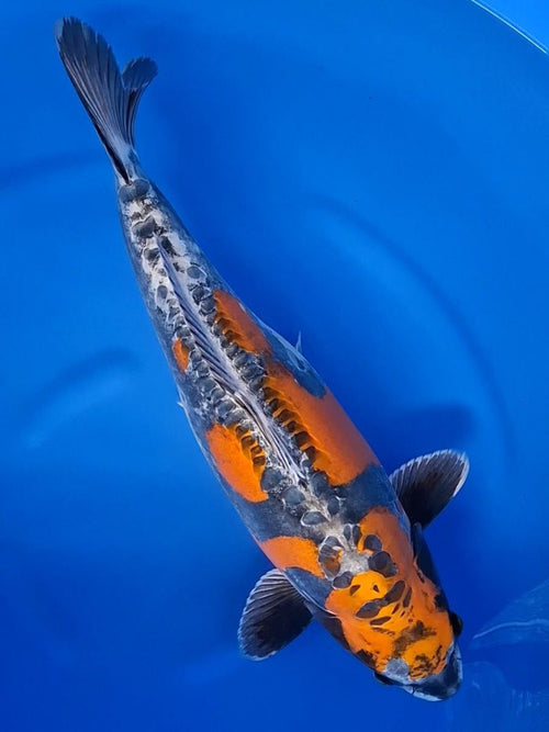 Koi fish for sale — 55 cm Ikarashi Doitsu Beni Kikokuryu at ChampKoi - image 4